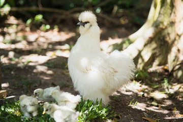 Flock of Newborn Bantam Silkie chicks with their mother in a garden with a tree.