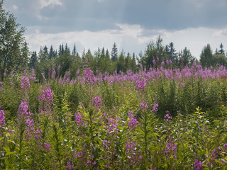 Field of flowering plants Chamaenerion in front of a forest in Karelia, Russia for famous Ivan tea or Koporye tea. Summer rural landscape