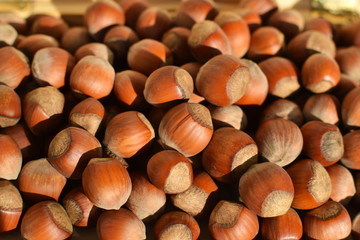 A pile of raw hazelnuts in shell