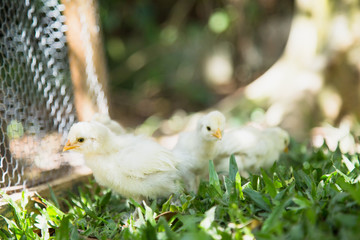 Flock of Newborn Bantam Silkie chickens in a garden close to a coop