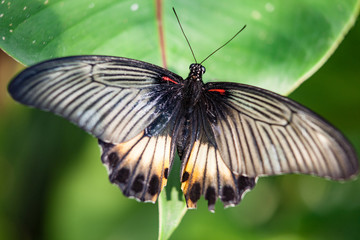 Tropical butterfly feeding on spring day against flowers.