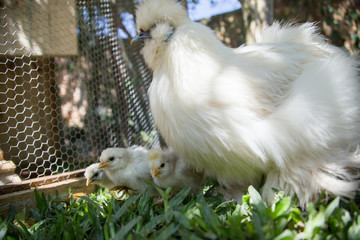 Flock of Newborn Bantam Silkie chickens runningin a garden. Backyard chickens.