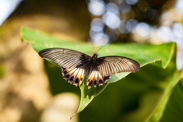Tropical butterfly feeding on spring day against flowers.