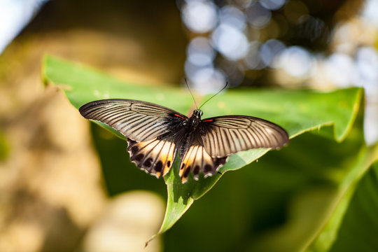 Tropical butterfly feeding on spring day against flowers.