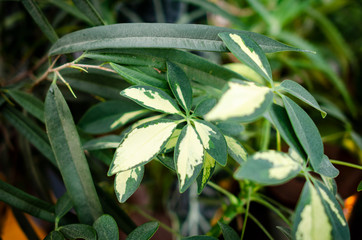 schefflera 