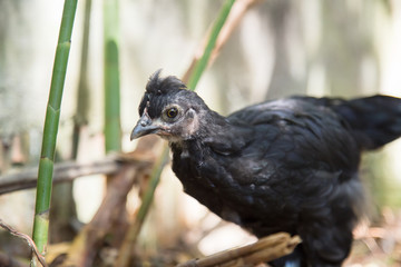 Close up of a black young Bantam chicken in a backyard garden. 