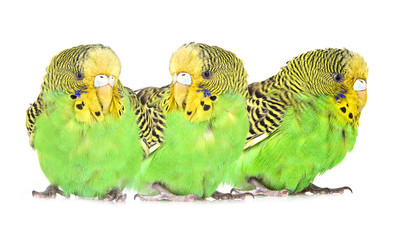 green budgie isolated on white background