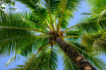 Branches of coconut palms under blue sky at sunny day.