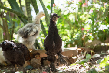 Flock of young Bantam chicken in a backyard garden. Plants and flowers in the background.