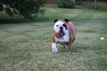 English Bulldog Adorable