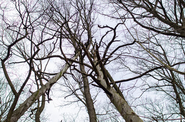 trees