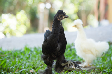 Two young Bantam chickens in a backyard garden. 