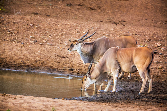 Two Common elands drinking in waterhole in Kruger National park, South Africa ; Specie Taurotragus oryx family of Bovidae