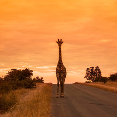 Giraffe in Kruger National park, South Africa