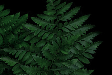 Fern leaves in a low key on a dark background