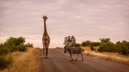 Fototapeta premium Giraffe in Kruger National park, South Africa