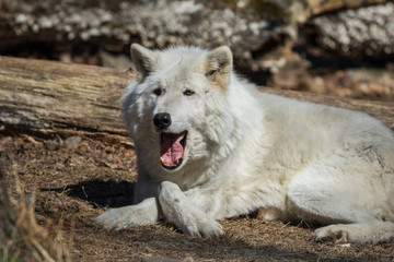 White Arctic Wolf (Canis lupus arctos) relaxed pose in the woods early spring 