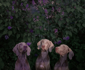 three romantic dogs of the Weimaraner breed near a bush of blooming lilac
