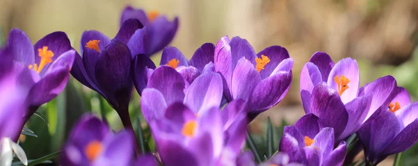 Zelfklevend Fotobehang Paarse krokus in het voorjaar © pw-fotografie