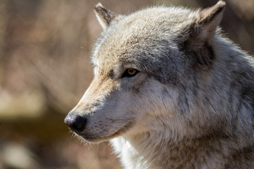 Arctic Wolf (Canis lupus arctos) side closeup in the woods early spring 