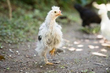 Young Bantam chicken in a garden with grass. Crossbreed between Silkie and Polish chickens.