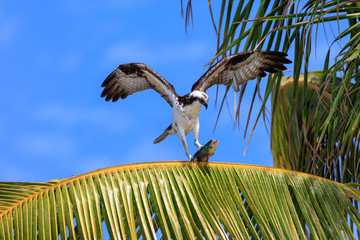 Ospray sits on palm leaf and is happy about fish