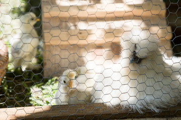 Flock of Newborn Bantam Silkie chicks and their mother in Chicken coop of a backyard garden.  © hansdenis