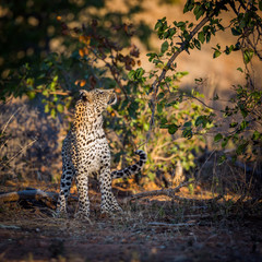 Leopard in Kruger National park, South Africa