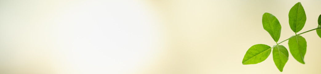 Close up of nature view green leaf on blurred greenery background under sunlight with bokeh and copy space using as background natural plants landscape, ecology cover concept.