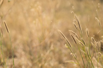 Fototapeta premium Close up of nature view grass flower on blurred greenery background under sunlight with bokeh and copy space using as background natural plants landscape, ecology wallpaper concept.