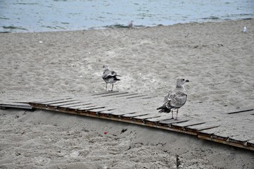Mewy na plaży © Marta