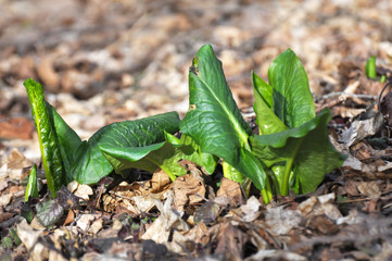 Arum grows in the forest in spring.