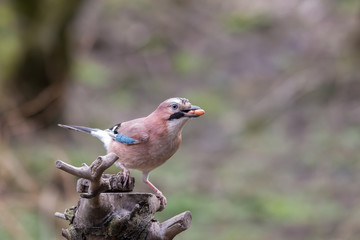 Common Jay Carrying Peanuts in its Beak