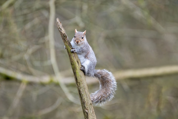 Grey Squirrel Clinging to a Broken Tree Branch