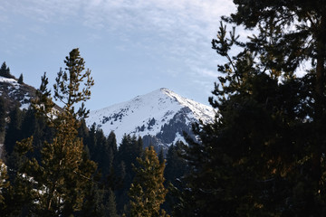 Fototapeta na wymiar Snow Mountain with Blue Sky framed in pine trees. Burkeev Peak in Almaty, Kazakhstan