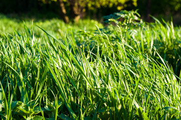 Spring or summer natural abstract background with grass in the garden