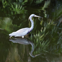 Tricolored heron with blue-gray and light violet feathers, long neck, white belly, and pointed yellow bill with black tip is reflected as it wades in green water with plants in the background.