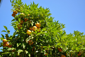 Lots of oranges hanging on a tree