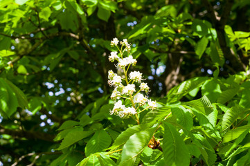 Flowering branches of chestnut Castanea sativa tree, and bright blue sky