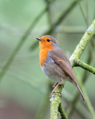 Robin Redbreast Perched in a Tree
