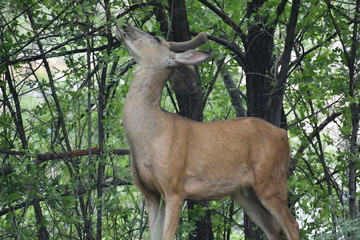 Deer Eating Leaves