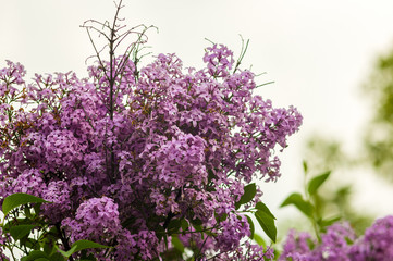 Branch with spring blossoms pink lilac flowers, bright blooming floral background.