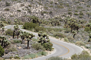 Joshua Trees