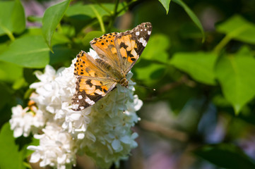 Butterflies flies to a blossoms lilac flowers, bright beautiful abstract spring background.