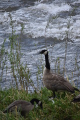 Goose On Grass