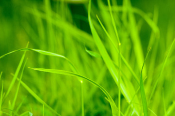 Spring or summer natural abstract background with grass in the garden