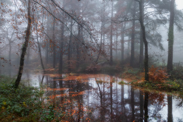 Misty Reflections