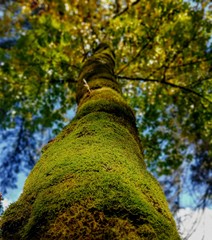 Fototapeta premium tree in the park