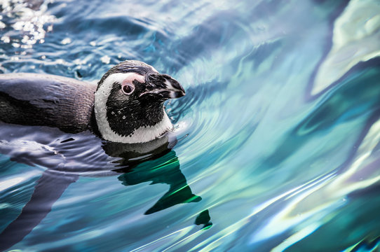 Pinguin