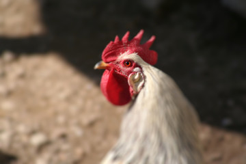 Rooster Portrait